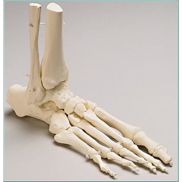 Anatomical Model, Prem Elastic Mounted Foot W/Distal Tibia & Fibula